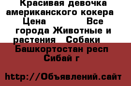 Красивая девочка американского кокера › Цена ­ 35 000 - Все города Животные и растения » Собаки   . Башкортостан респ.,Сибай г.